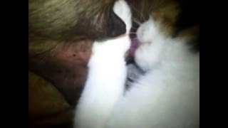 Такого проникновения вы еще не видели порно54