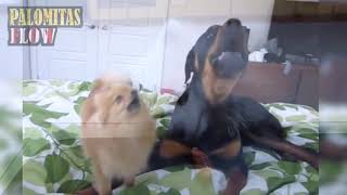 Shawn Mendes, Camila Cabello - Señorita - Cover Perros