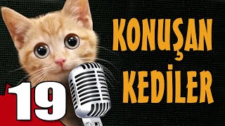 Konuşan Kediler 19 - En Komik Kedi ları