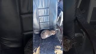 Uyuyan Kedi