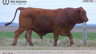LOTE 63 - TOUROS BRANGUS - LEILÃO VIRTUAL SÃO BIBIANO 2020
