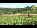 Frost Affecting Tea Output