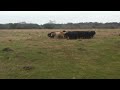 Fojtik's Blackmouth Cur Cow Dogs