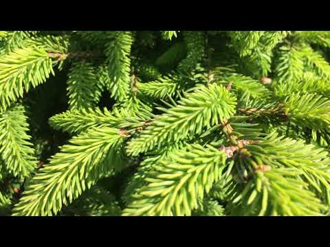 Picea abies "Nidiformis", Nest Spruce, Norway Spruce, Picea de Noruega, Picea de Europa