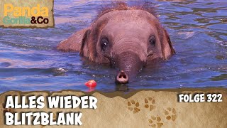 Putztag Bei Den Elefanten Panda, Gorilla & Co.