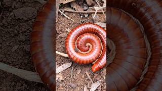 HORROR! Red Millipede - short  #snailhunter