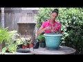 How to Companion Plant Tomato & Dill : The Chef's Garden