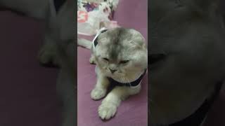 Duman Baba Kit Kit Scottish Fold Shorthair Grey Gri....