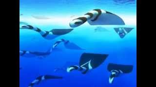 Les Reves D'Alexa - Aldebaran - LEO