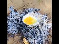 20 Wilderness Survival Tips!