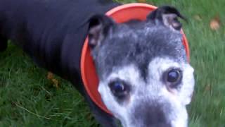 Staffordshire Bull Terrier Mallie Marvellous.