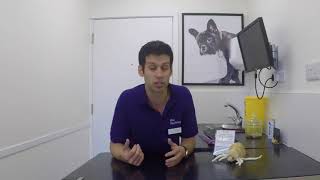 Quick Consults: Fleas