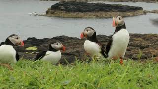 Top 10 Most Beautiful Birds In The World Video | Beautiful Animals And Birds