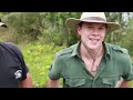 alligator