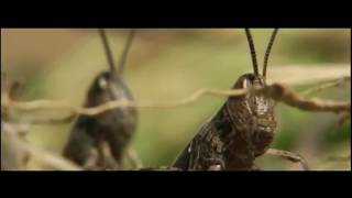 "bugs." Movie Teaser