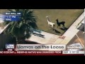 The Great EPIC Llama Escape / Chase of 2015 - Sun City, AZ