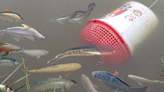 Simple Fish Trap!! Smart Girl Make Easy Fish Trap To Catch A Lot of Fish