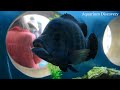 Харьковский океанариум Немо - Тиляпия Буттикофера Tilapia buettikoferi