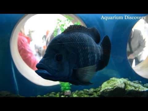 Харьковский океанариум Немо - Тиляпия Буттикофера Tilapia buettikoferi
