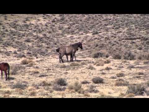 Mustangs-Grulla Mare & Buckskin Yearling Video Mustangs-Grulla Mare & Buckskin Yearling Video