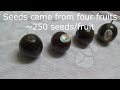 Growing Passion Fruit from Seeds (passiflora edulis)