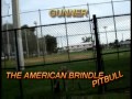 TEASER GUNNER THE AMERICAN BRINDLE PITBULL EPISODE 2-TEASER VIDEO-