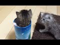 筒にすっぽりハマる赤ちゃん猫　cat in the tube