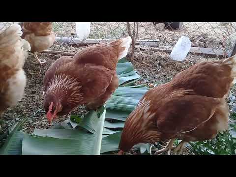 การเลี้ยงไก่ไข่ 10 ต้วให้คืนทุนภายใน 2 เดือน
