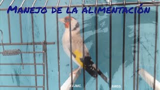Jilgueros Mayor Mutados 2022. Manejo De Alimentación