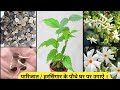 How to grow Parijat plant from seeds // ऐसे उगाऐ पारिजात / हरसिंगार के पौधे बीज से ।