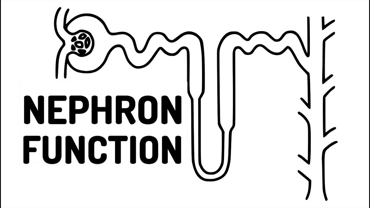 FUNCTION OF THE NEPHRON made easy!! - YouTube