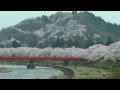 2014年4月30日　角館の桜開花状況-11