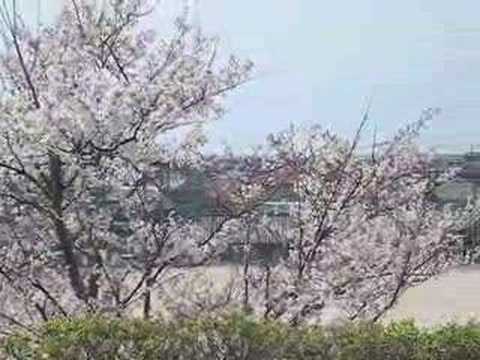 Spring around the Shimane area