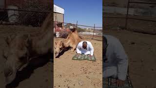 Even animals know that sajda is only for Allah# viralshort