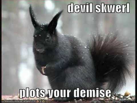 funny squirrels. Funny squirrel pictures