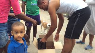 A Typical Day for Kingston Community Animal Welfare