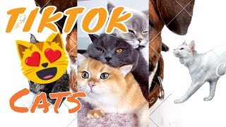 Cats Of TikTok Compilation | Cute Cats | Funny Cats | Part One