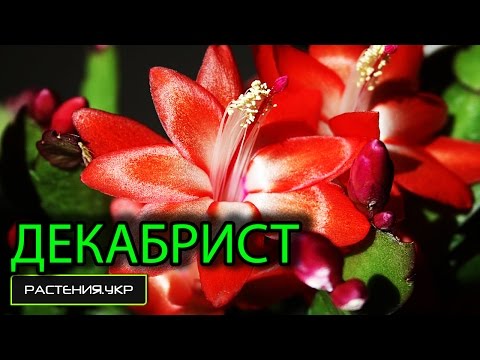 Цветок декабрист / рипсалидопсис / шлюмбергера