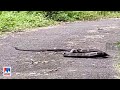 നടുറോഡില്‍ ഏറ്റുമുട്ടി രാജവെമ്പാലയും ഉടുമ്പും; അപൂര്‍വ ദൃശ്യം|King Cobra​|Lizard