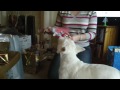 Archie enjoys Xmas presents!