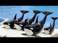 जानवरों द्वारा इंसानों पर किए गए 5 सबसे बड़े हमले। Top 5 Biggest Animal Attacks