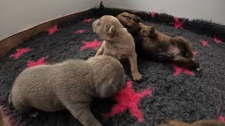 Staffordshire Bull Terrier First Steps - 16 Days Puppies