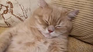Кот! Кот спит на спине! Кот храпит!The cat sleeps on his back and snores!!!