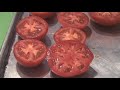 Pomodoro Sauce with Angel Hair pasta dinner recipe made with fresh tomatoes and basil