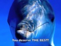 DOLPHIN MEDITATION Bubbles of JOY! DOLPHIN MEDITATION Bubbles of JOY!