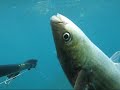 Pescasub: Quanto mi piace la Primavera!