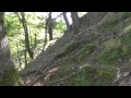 Boletus EDULIS y PINICOLA creciendo a finales de agosto de 2014