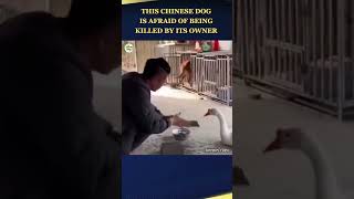 This Chinese Dog Is Afraid Of Being Killed By Its Owner