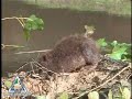 Beaver