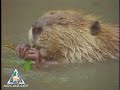 Beaver